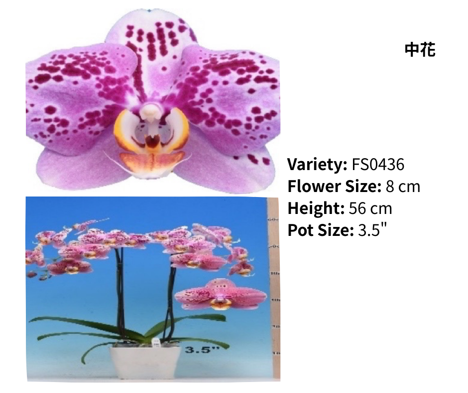 中花 3.5寸 單梗 HK$120.00, 雙梗 HK$126.00