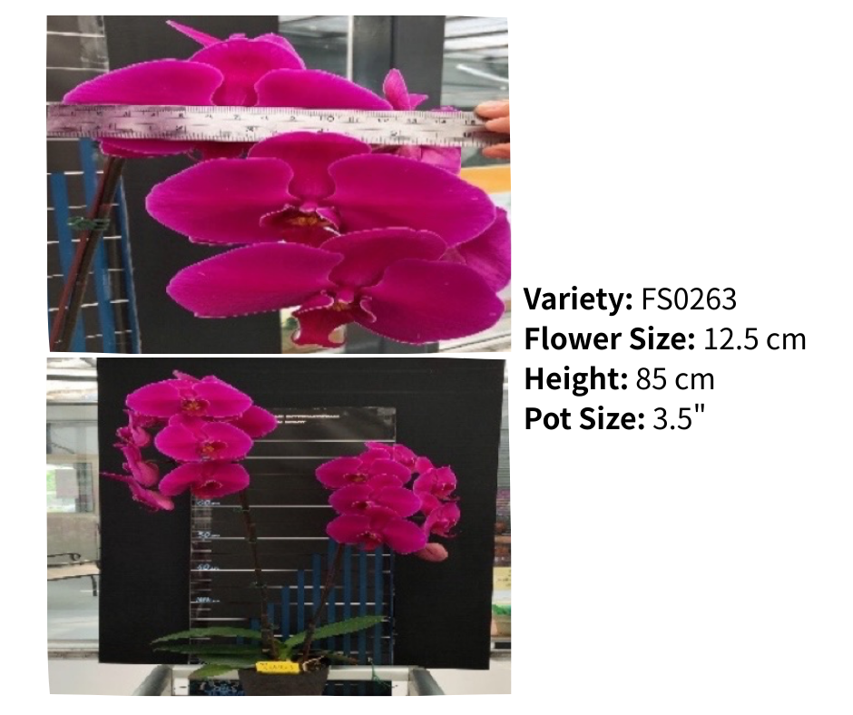 超大花 3.5寸 單梗 HK$129.00