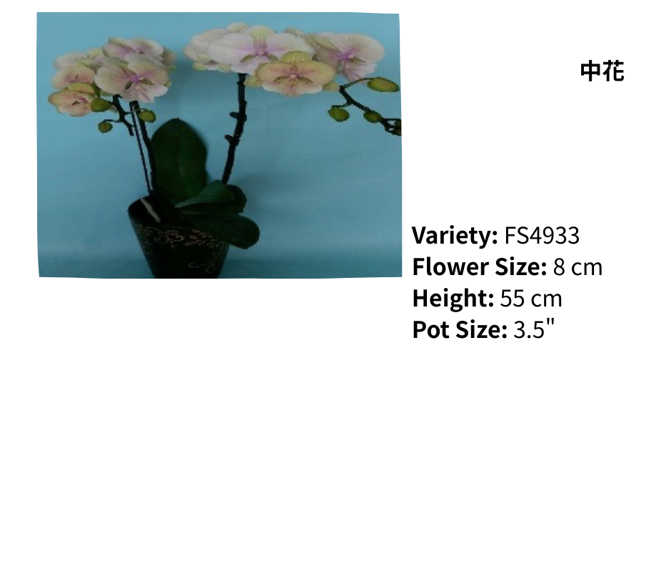 中花 3.5寸 單梗 HK$120.00, 雙梗 HK$126.00