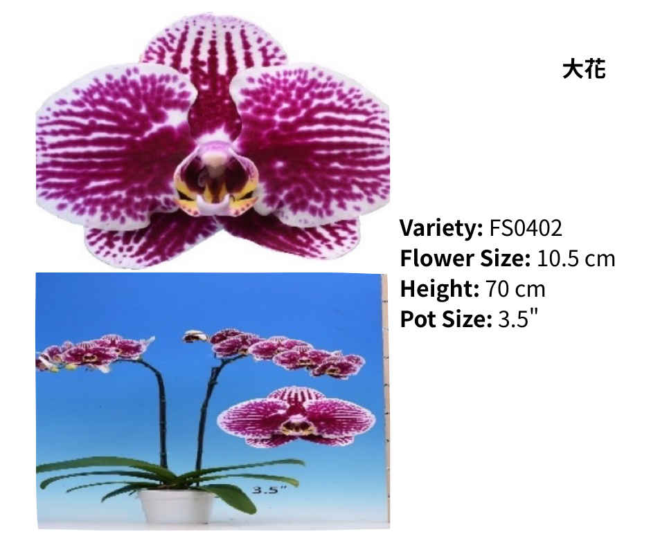 大花 3.5寸 單梗 HK$129.00