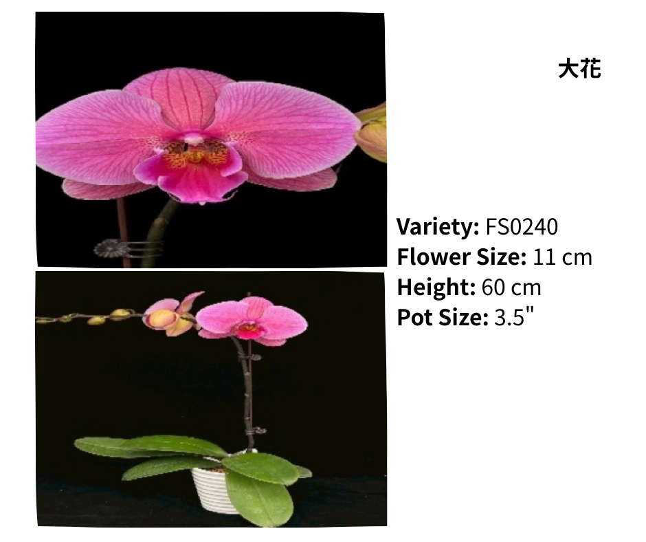大花 3.5寸 單梗 HK$129.00