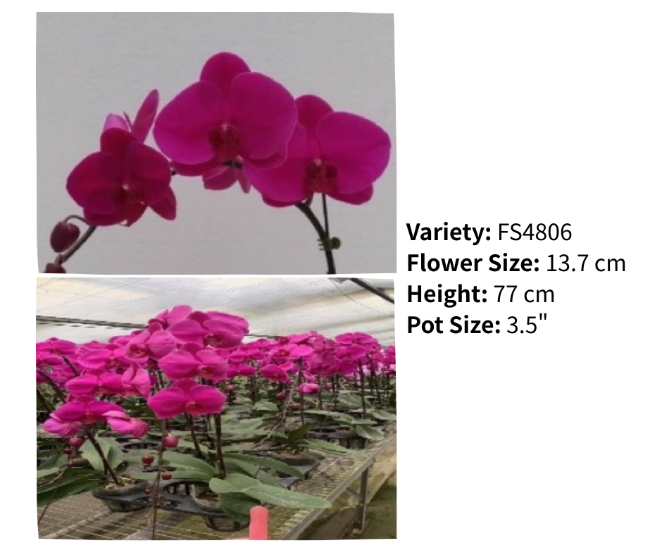 超大花 3.5寸 單梗 HK$129.00