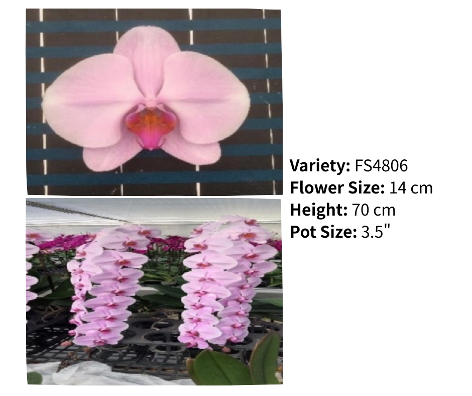 超大花 3.5寸 單梗 HK$129.00