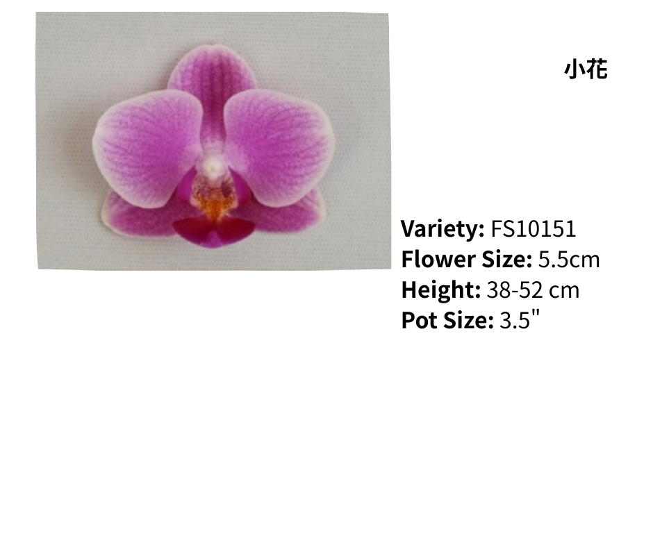 小花 3.5寸 單梗 HK$113.00, 雙梗 HK$120.00, 多梗 HK$126.00