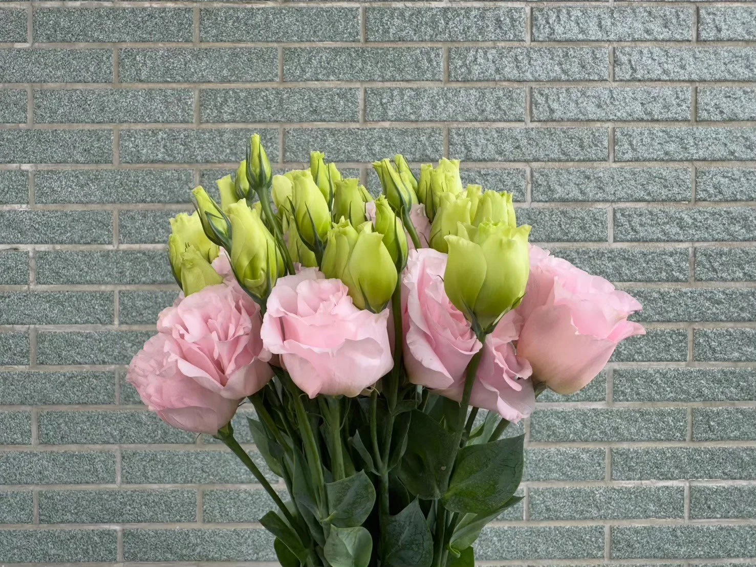 Korezo Light Pink