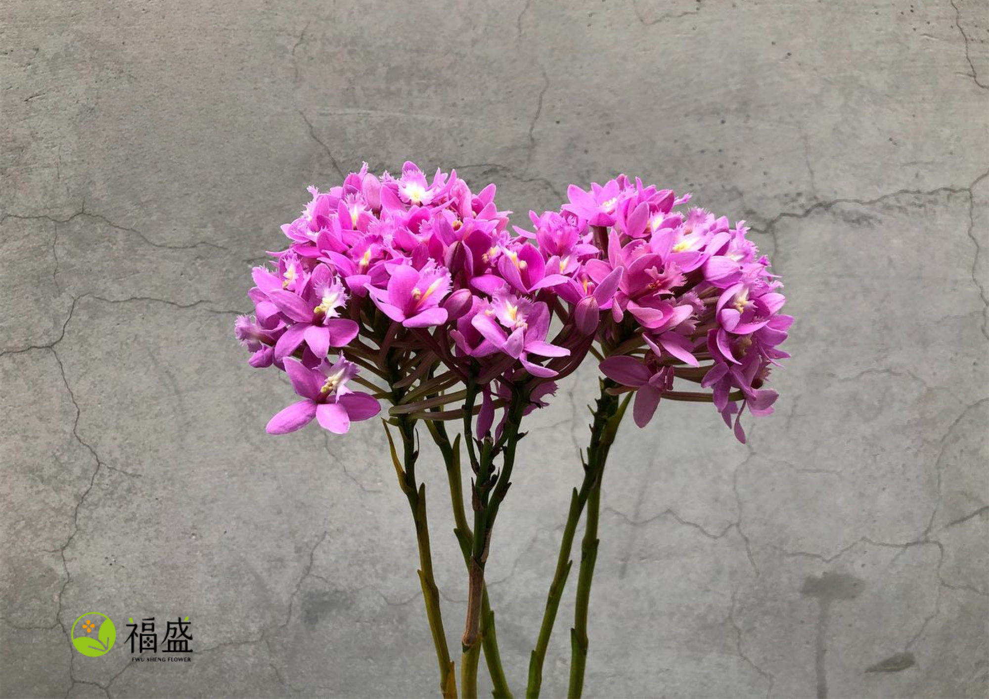 Pink Epidendrum