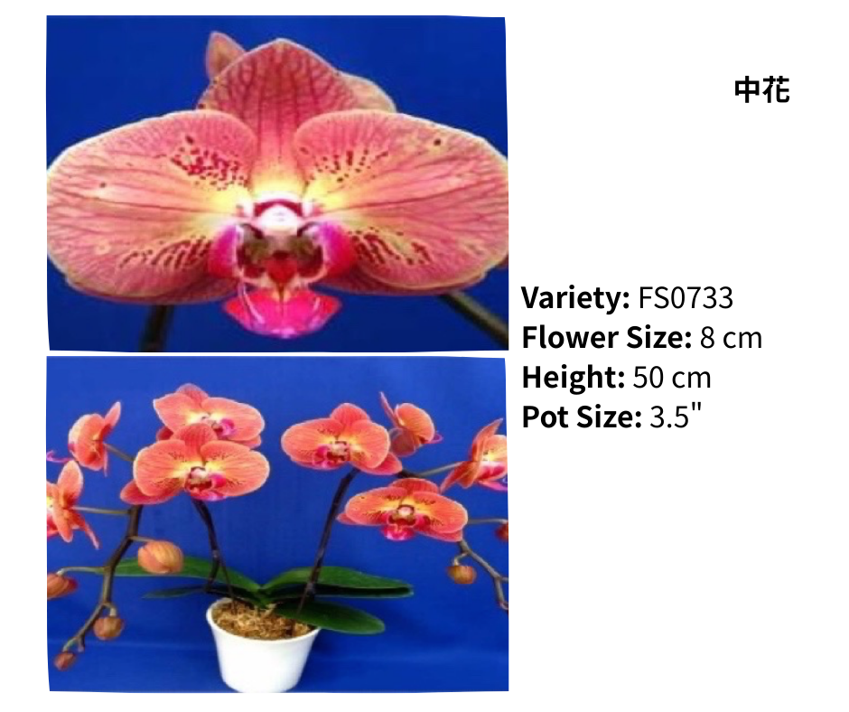 中花 3.5寸 單梗 HK$120.00, 雙梗 HK$126.00