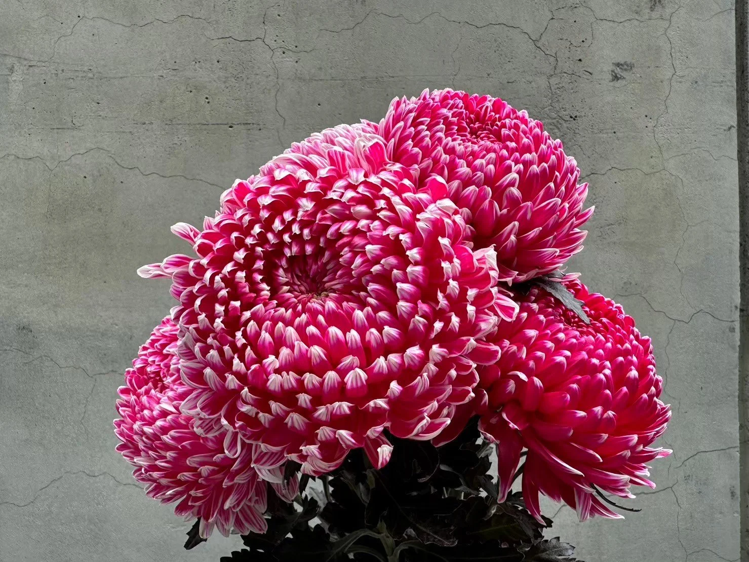 Close-up of a bunch of vibrant pink flowers with white-tipped petals against a gray, cracked wall background.
