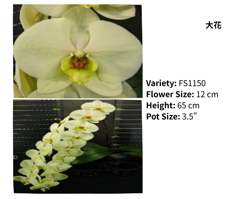 超大花 3.5寸 單梗 HK$129.00