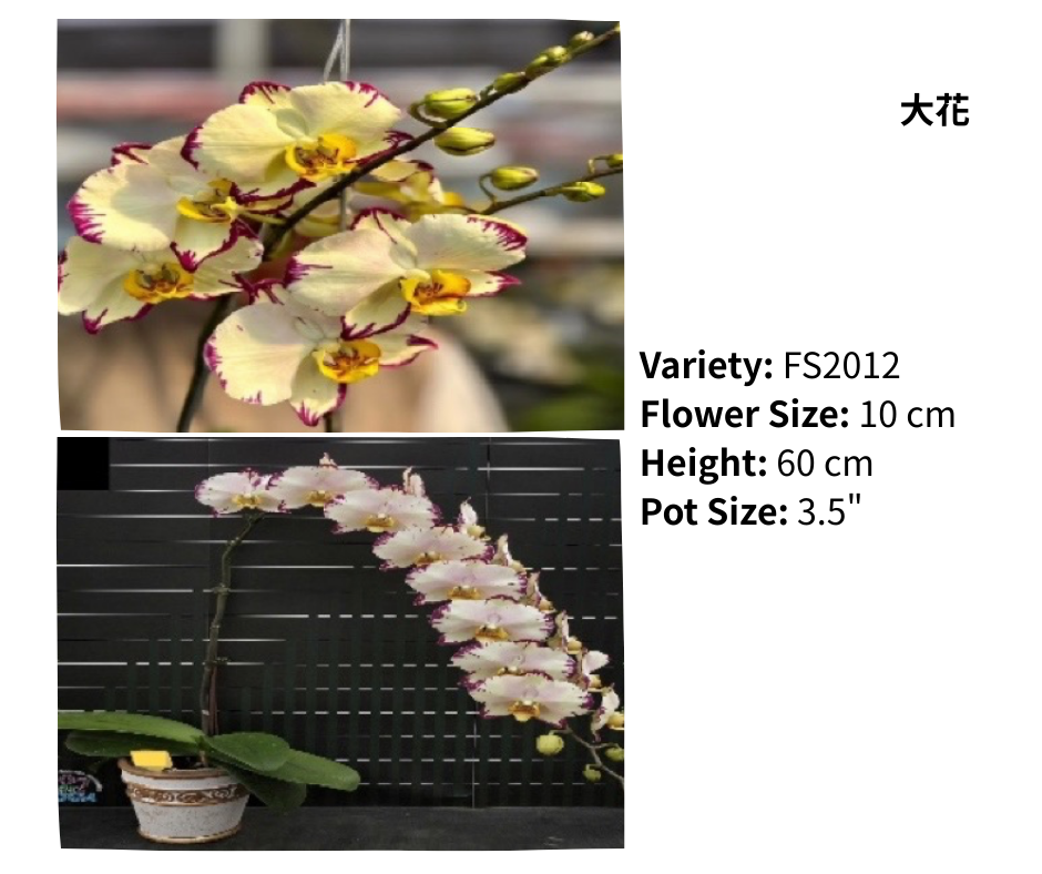 大花 3.5寸 單梗 HK$129.00