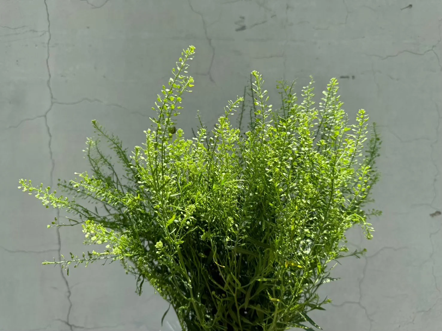 A potted green herb, likely thyme, with small leaves and thin stems, placed against a cracked white wall.
