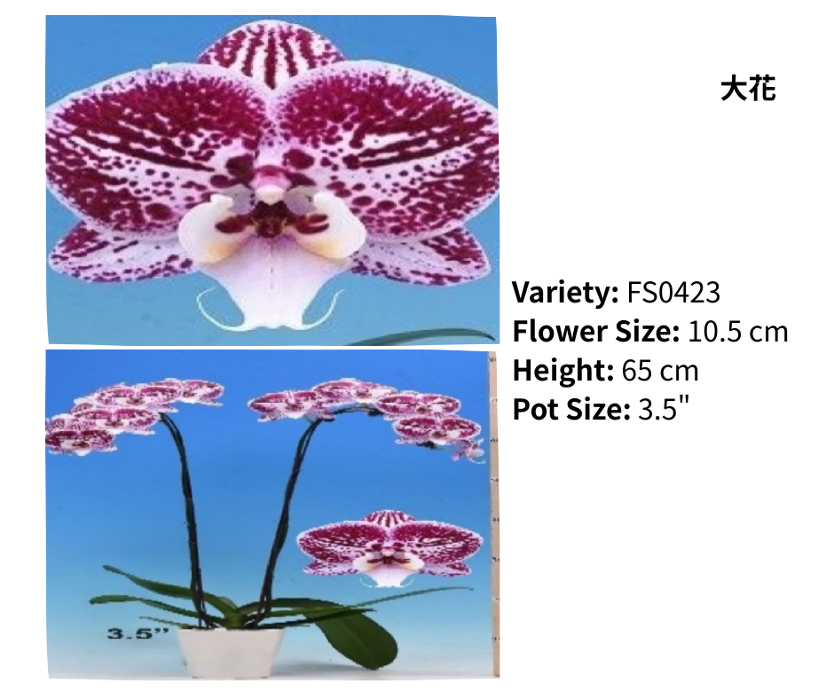 大花 3.5寸 單梗 HK$129.00