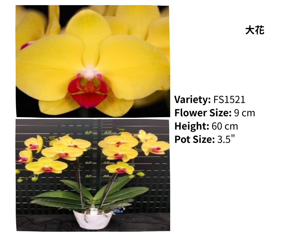 中花 3.5寸 單梗 HK$120.00, 雙梗 HK$126.00