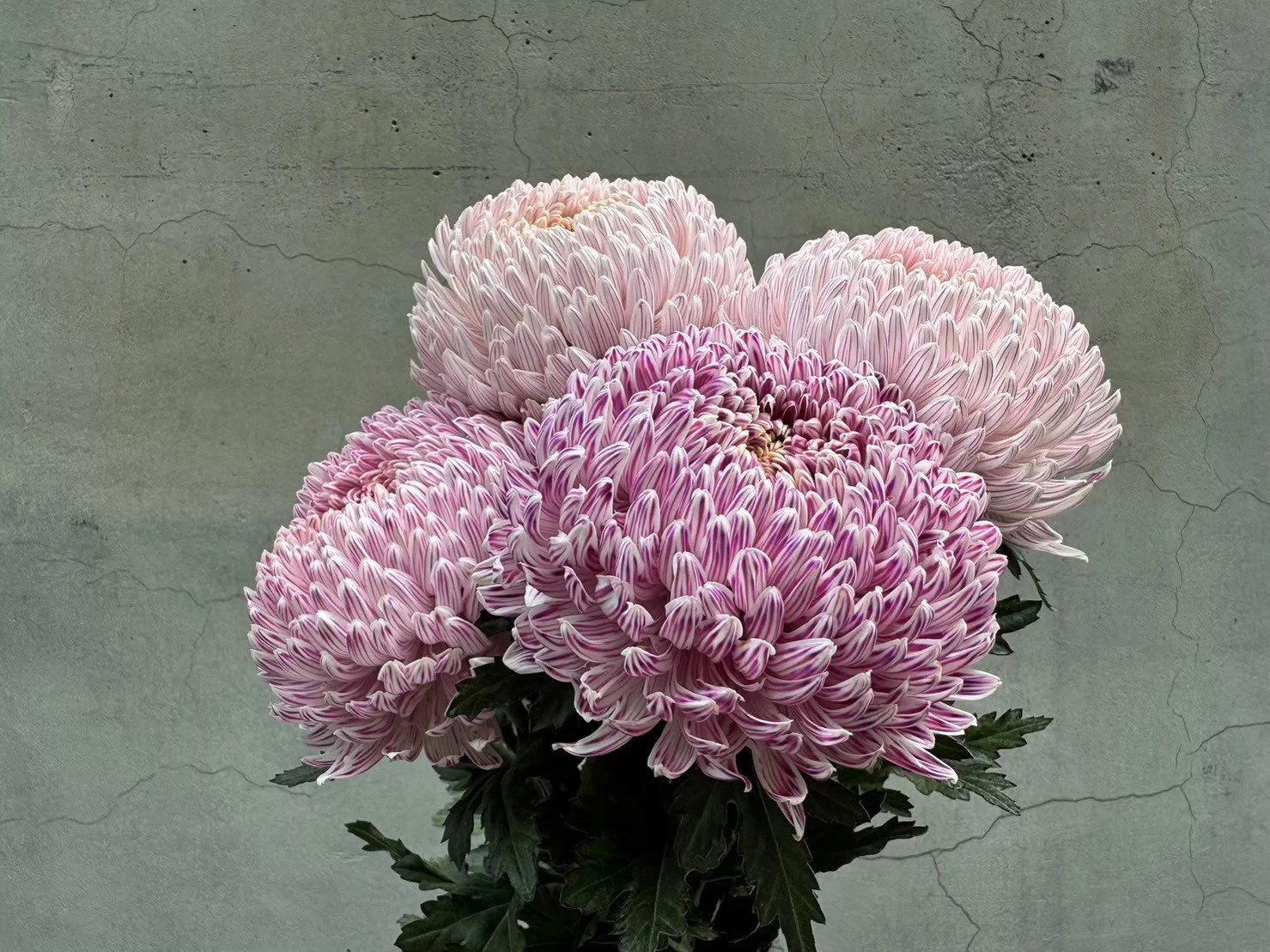 A bouquet of pink and white chrysanthemums against a cracked concrete wall.