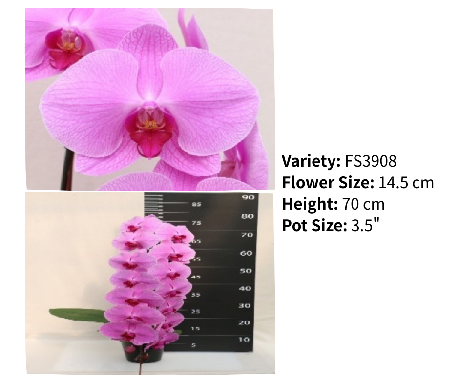 超大花 3.5寸 單梗 HK$129.00