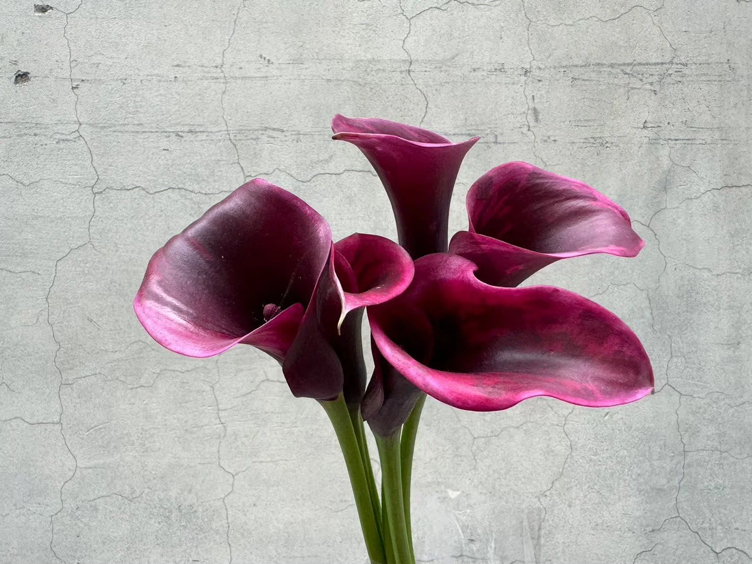 A bouquet of dark purple calla lilies with pink edges against a textured gray concrete wall background.