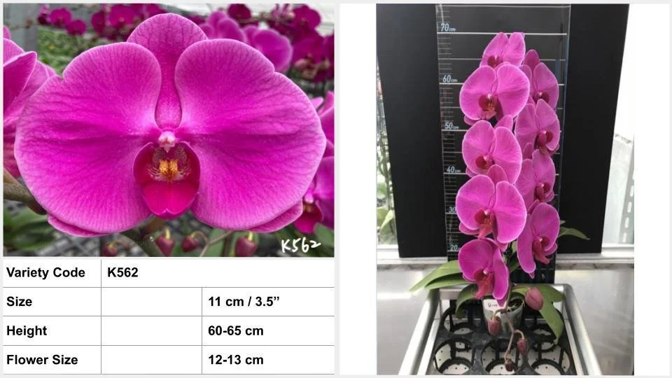 3.5寸 HK$129.00