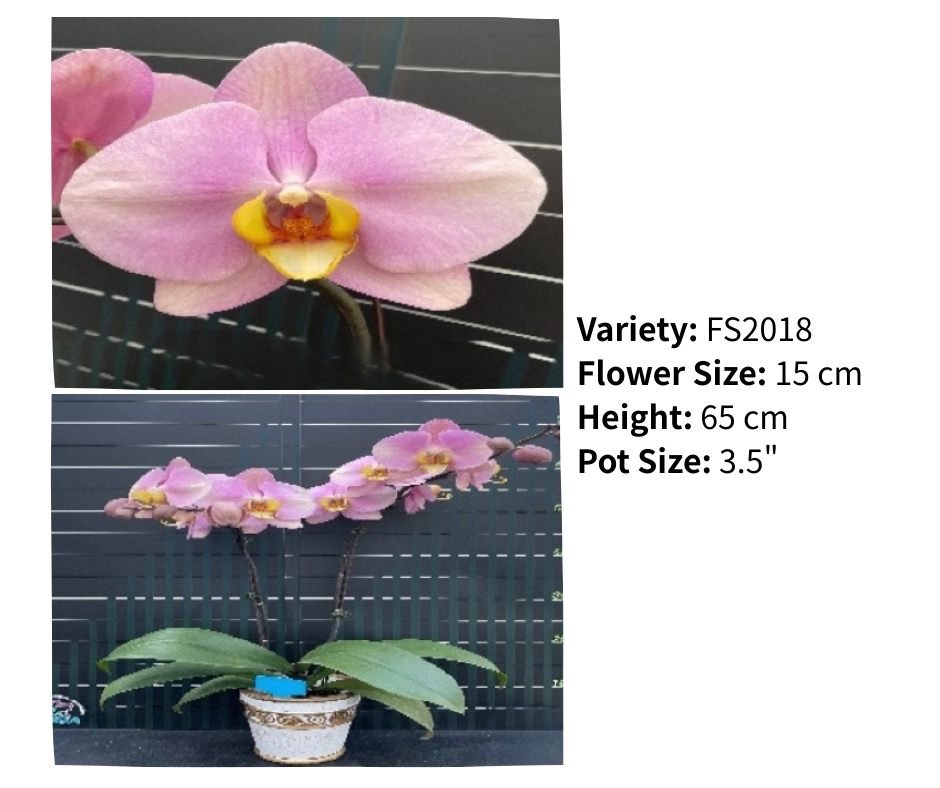 超大花 3.5寸 單梗 HK$129.00