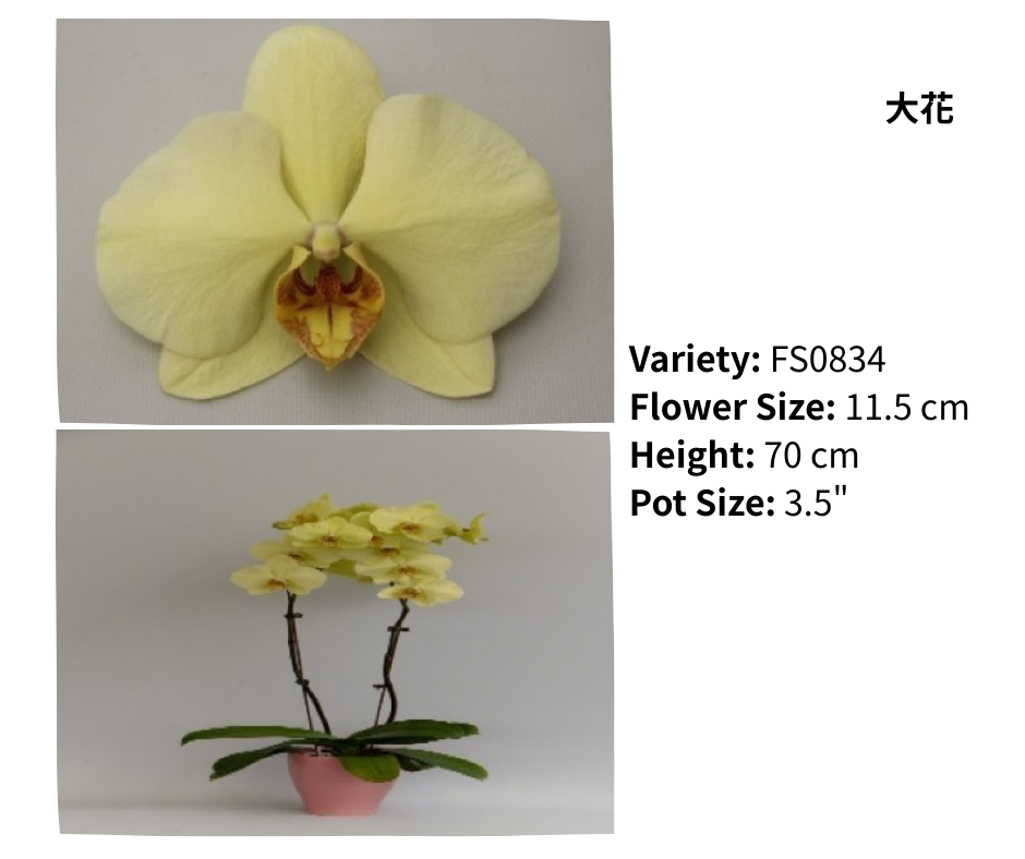 大花 3.5寸 單梗 HK$129.00