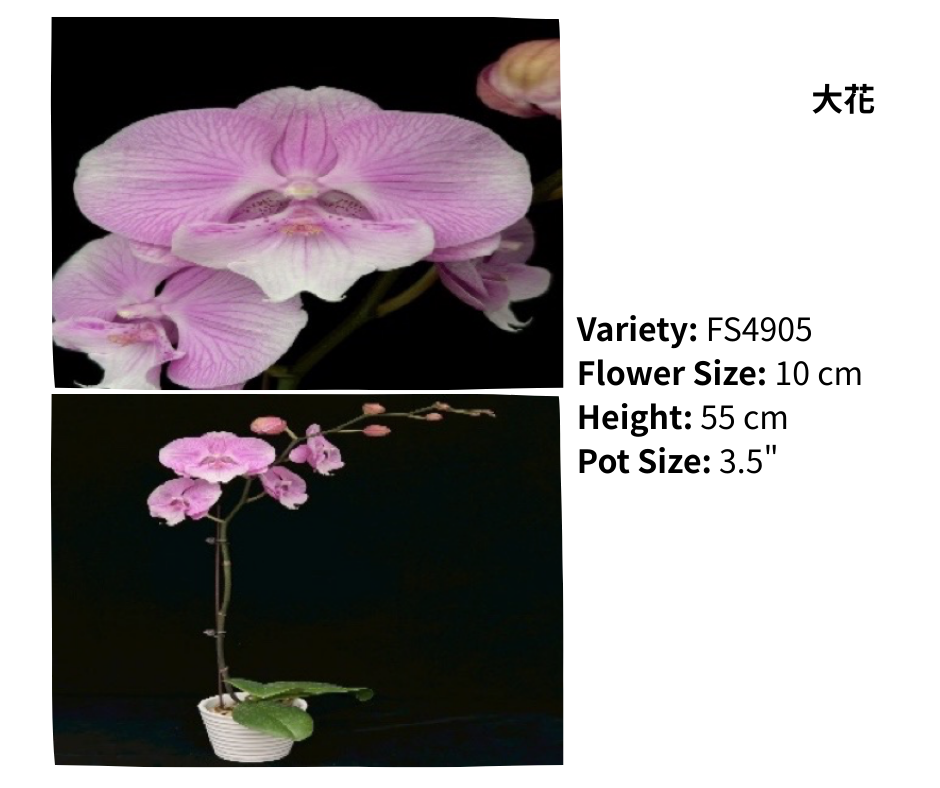 大花 3.5寸 單梗 HK$129.00
