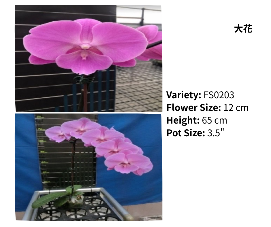 超大花 3.5寸 單梗 HK$129.00