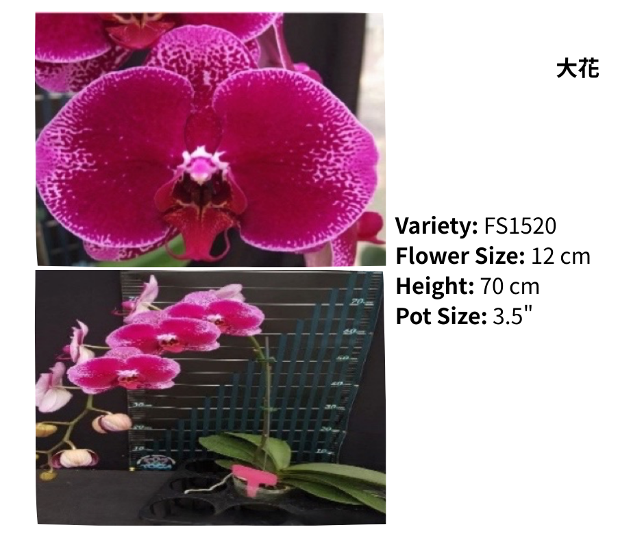 超大花 3.5寸 單梗 HK$129.00