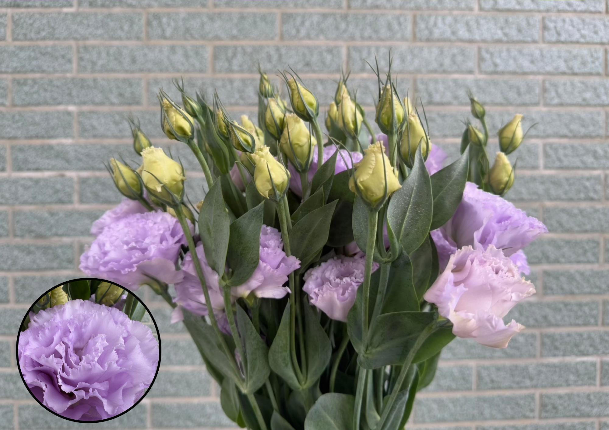 Voyage Lavender