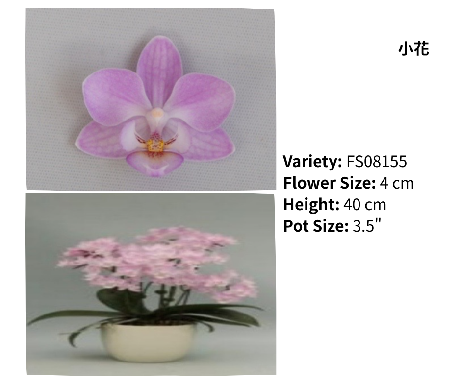 迷你花 3.5寸 單梗 HK$113.00, 雙梗 HK$120.00, 多梗 HK$129.00