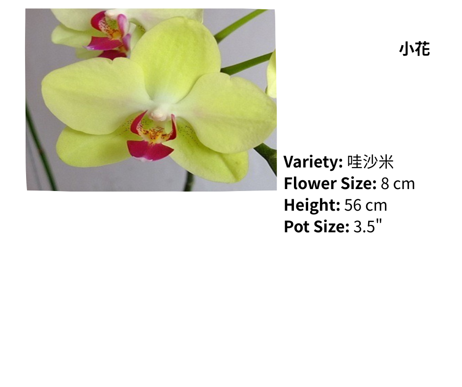 中花 3.5寸 單梗 HK$120.00, 雙梗 HK$126.00