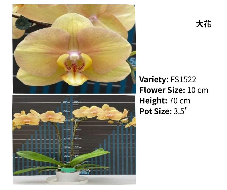 大花 3.5寸 單梗 HK$129.00