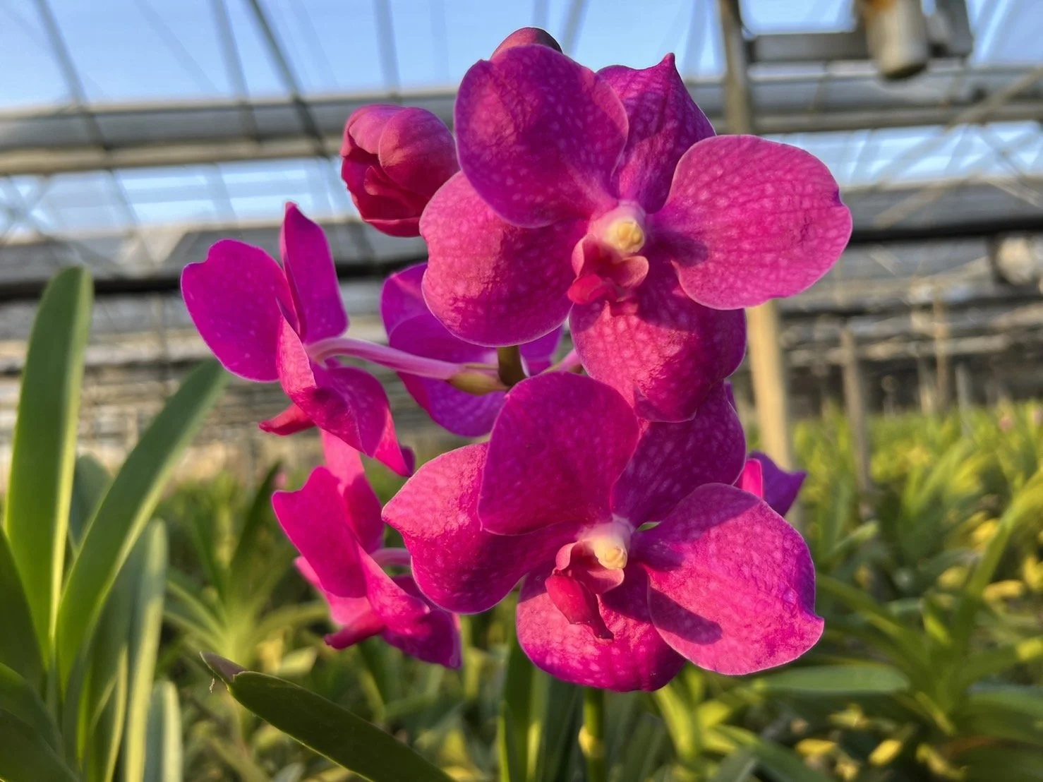 Peach Vanda