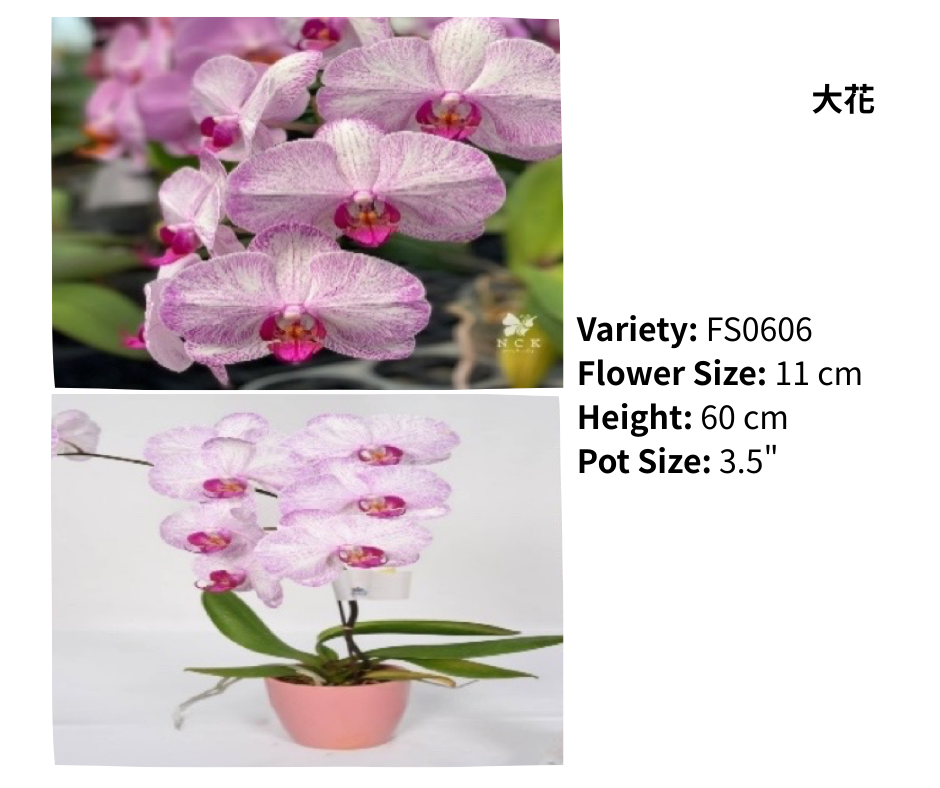 大花 3.5寸 單梗 HK$129.00