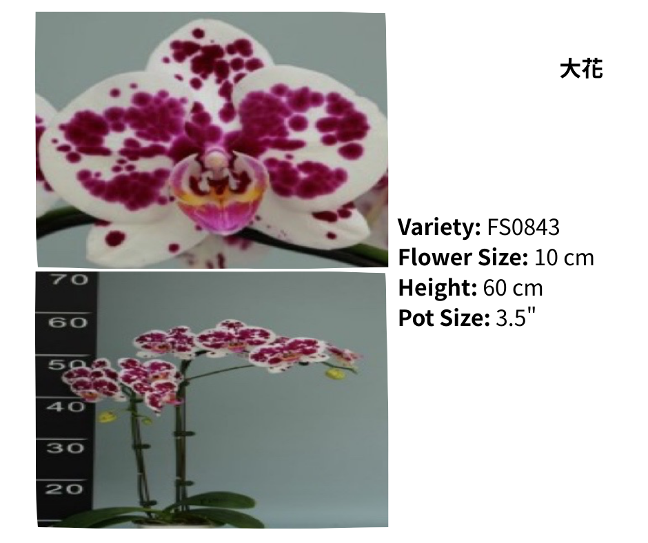大花 3.5寸 單梗 HK$129.00