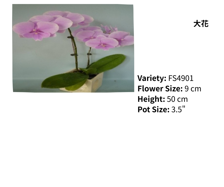 中花 3.5寸 單梗 HK$120.00, 雙梗 HK$126.00