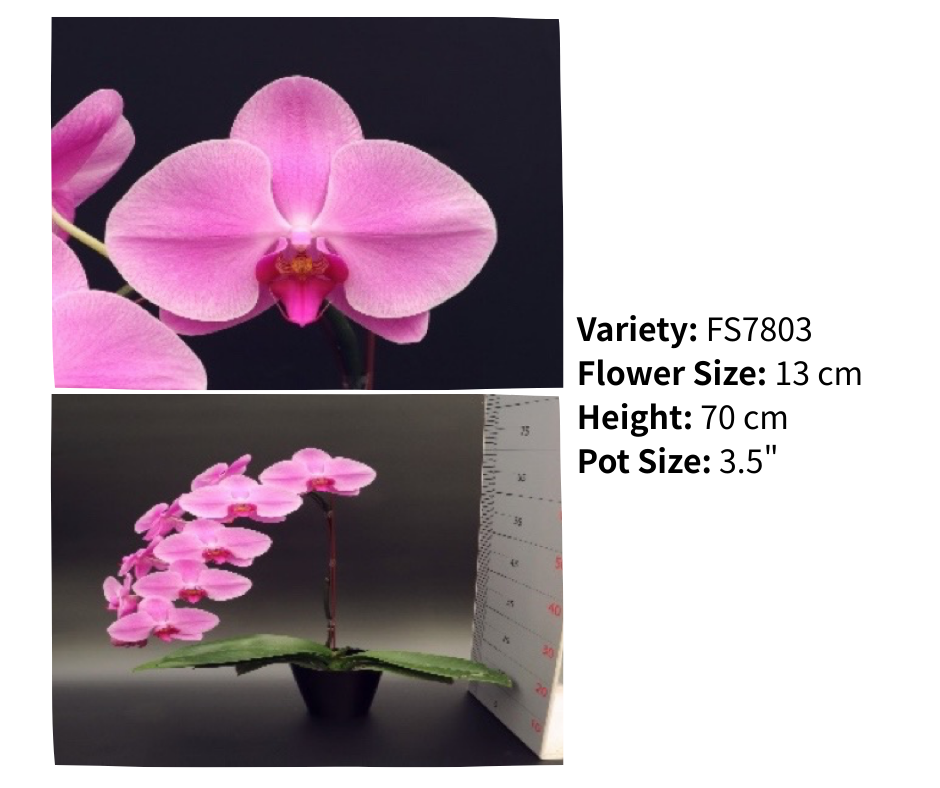 超大花 3.5寸 單梗 HK$129.00