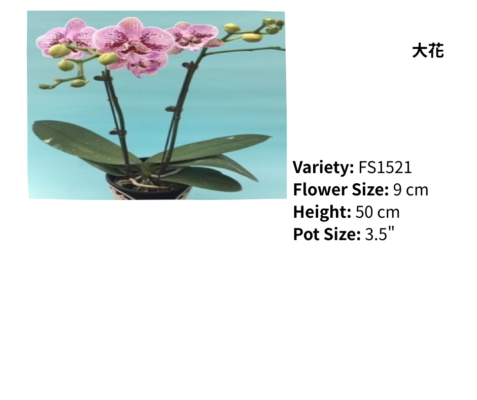 中花 3.5寸 單梗 HK$120.00, 雙梗 HK$126.00