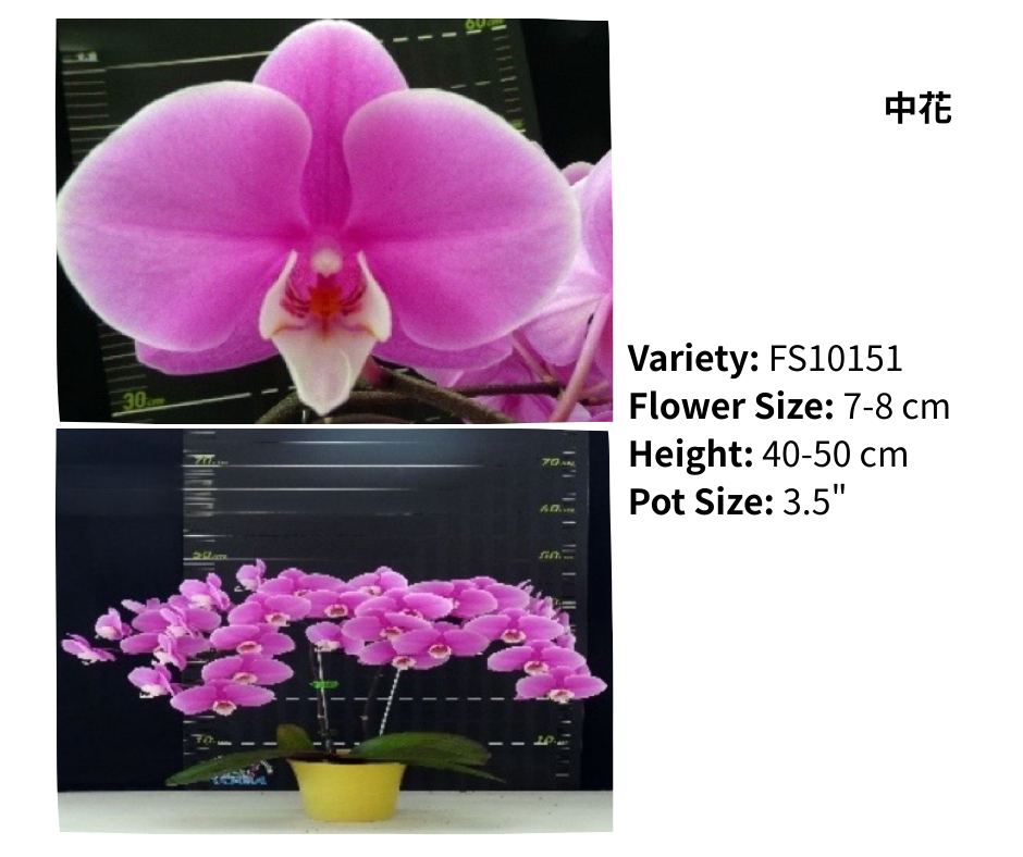 中花 3.5寸 單梗 HK$120.00, 雙梗 HK$126.00
