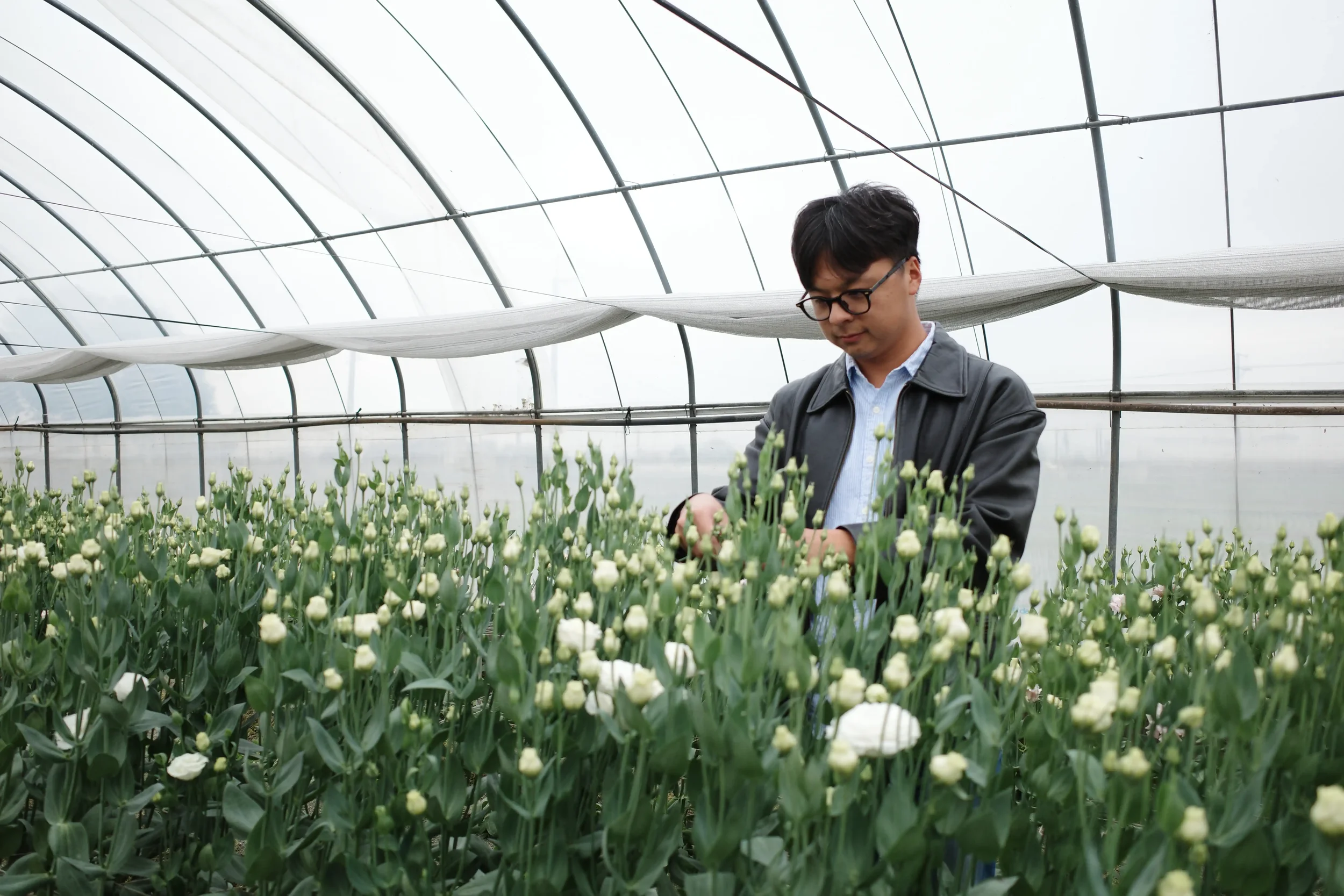 FwuSheng Flower Eustoma