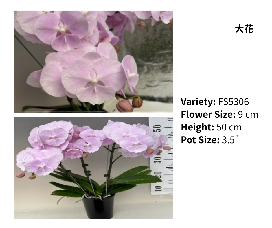 中花 3.5寸 單梗 HK$120.00, 雙梗 HK$126.00
