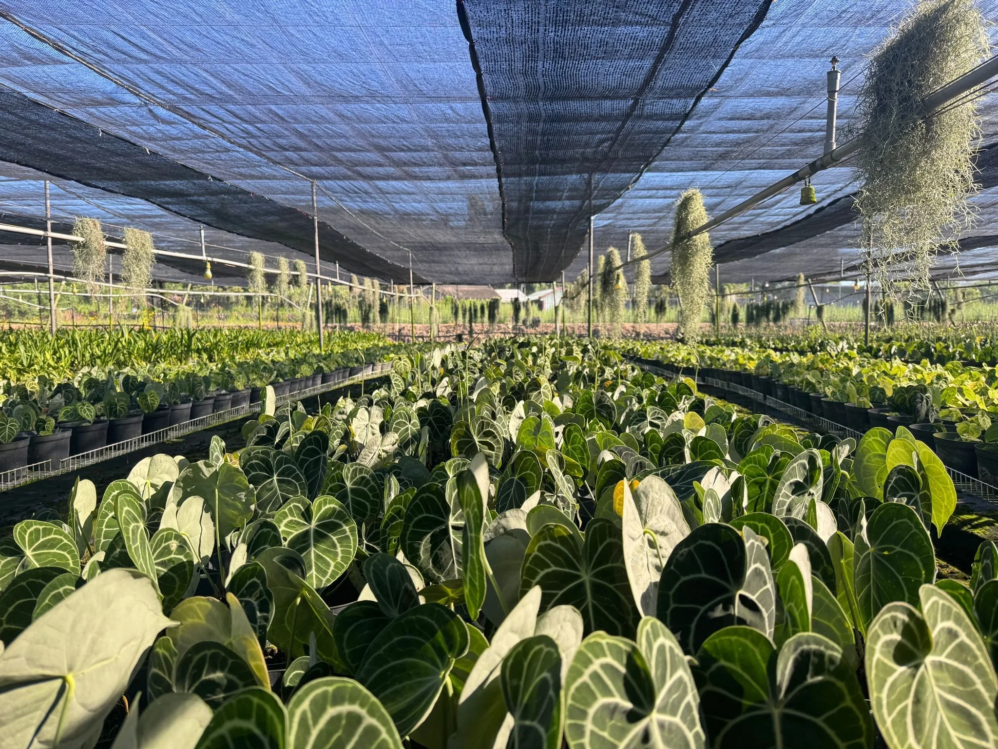 Anthurium clarinervium