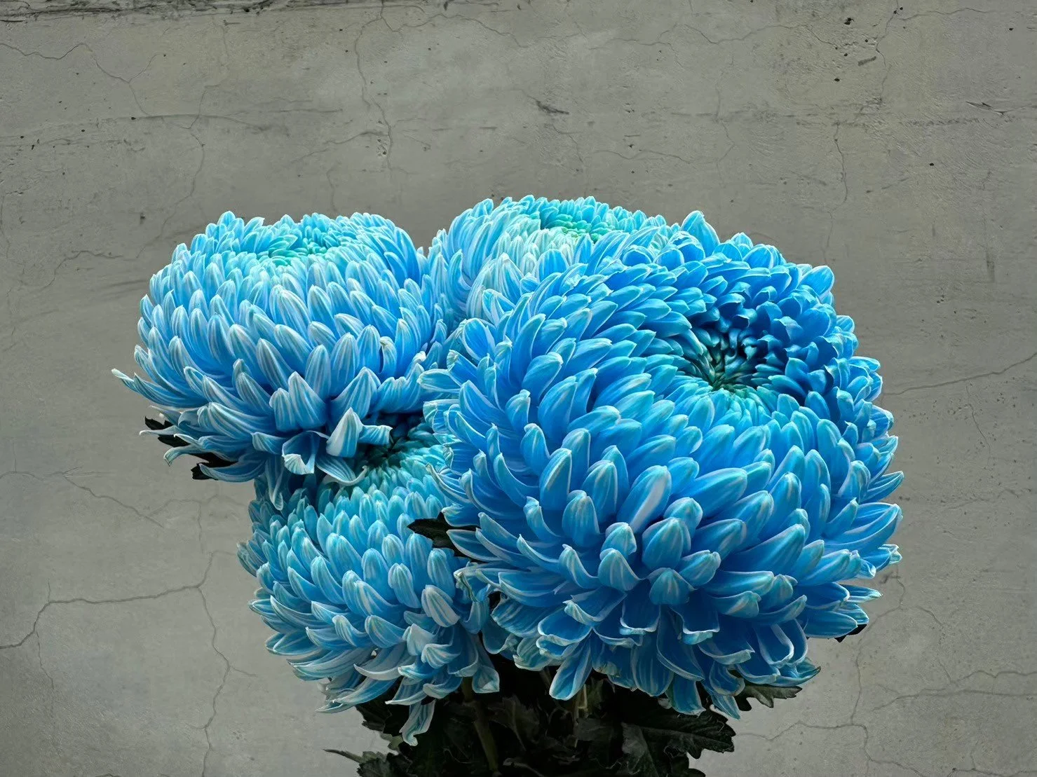 Close-up of a bouquet of blue chrysanthemums on a cracked gray surface.