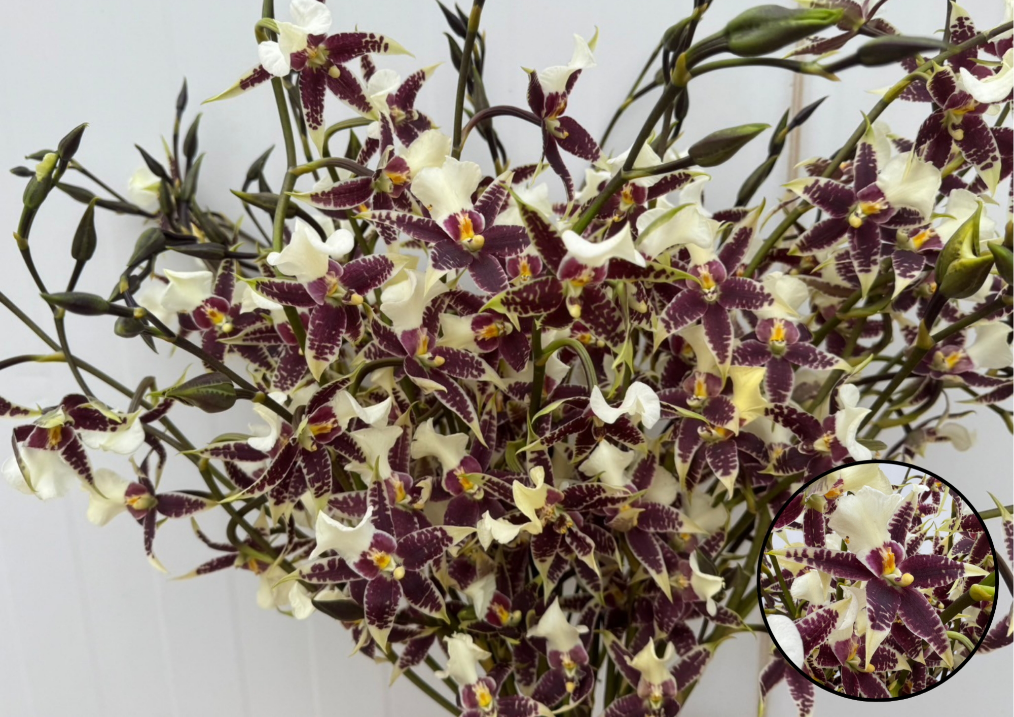White Spider Orchid