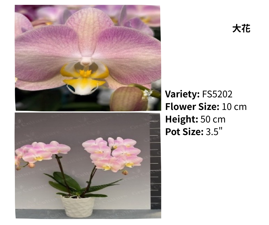 大花 3.5寸 單梗 HK$129.00