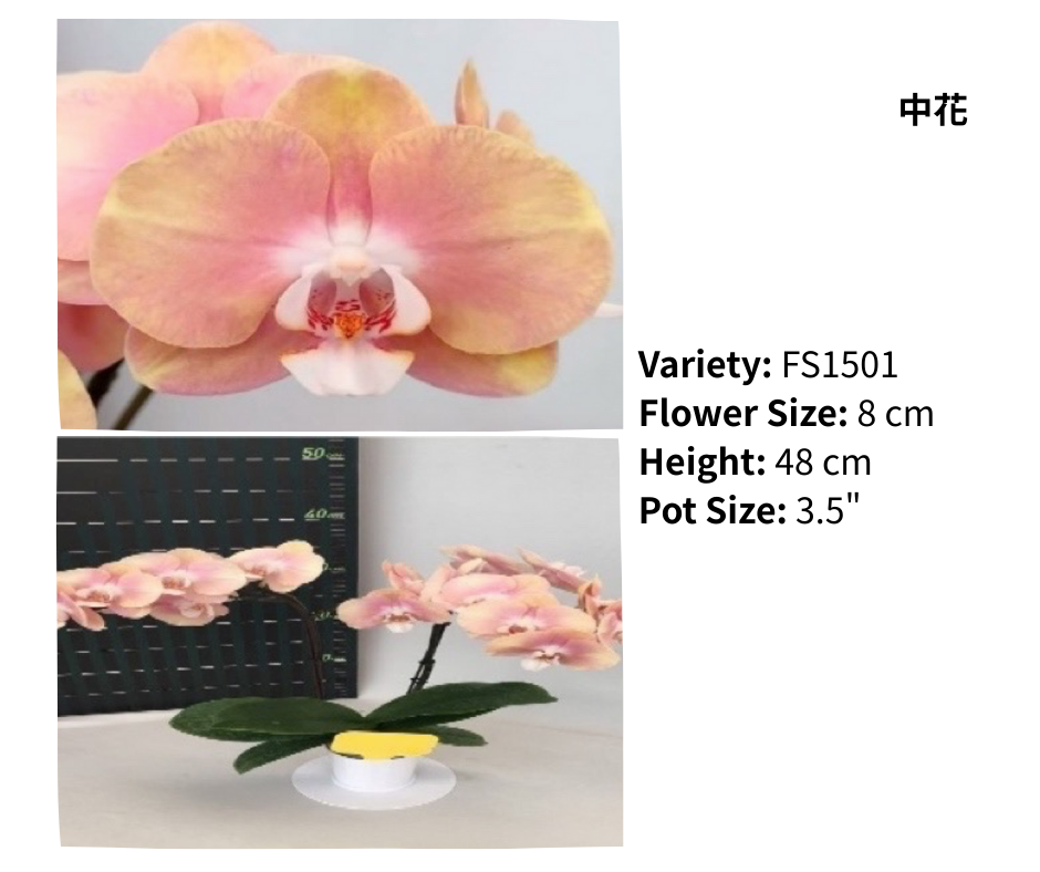 中花 3.5寸 單梗 HK$120.00, 雙梗 HK$126.00