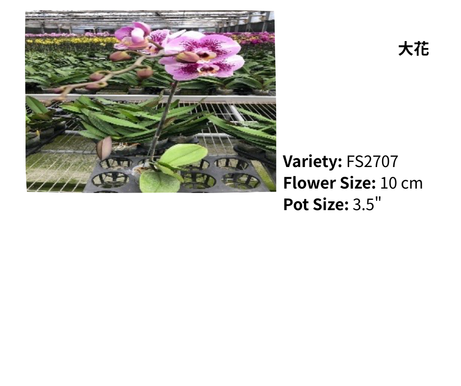 大花 3.5寸 單梗 HK$129.00