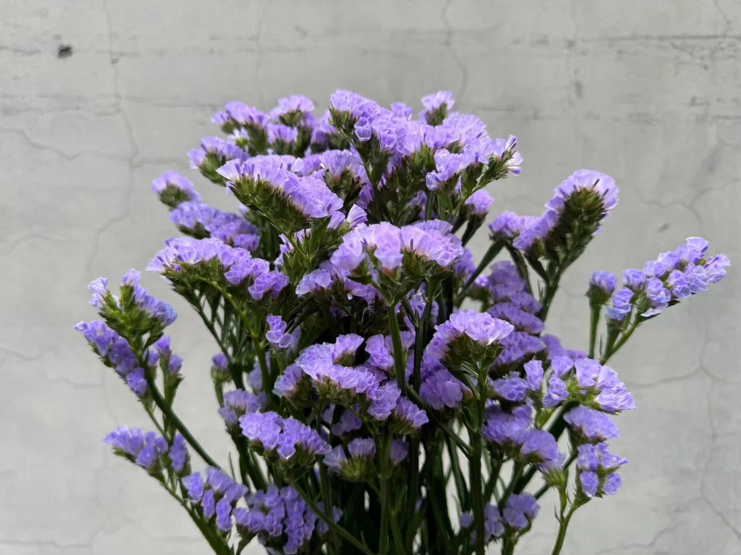 A bouquet of light purple statice flowers against a light gray brick wall background.
