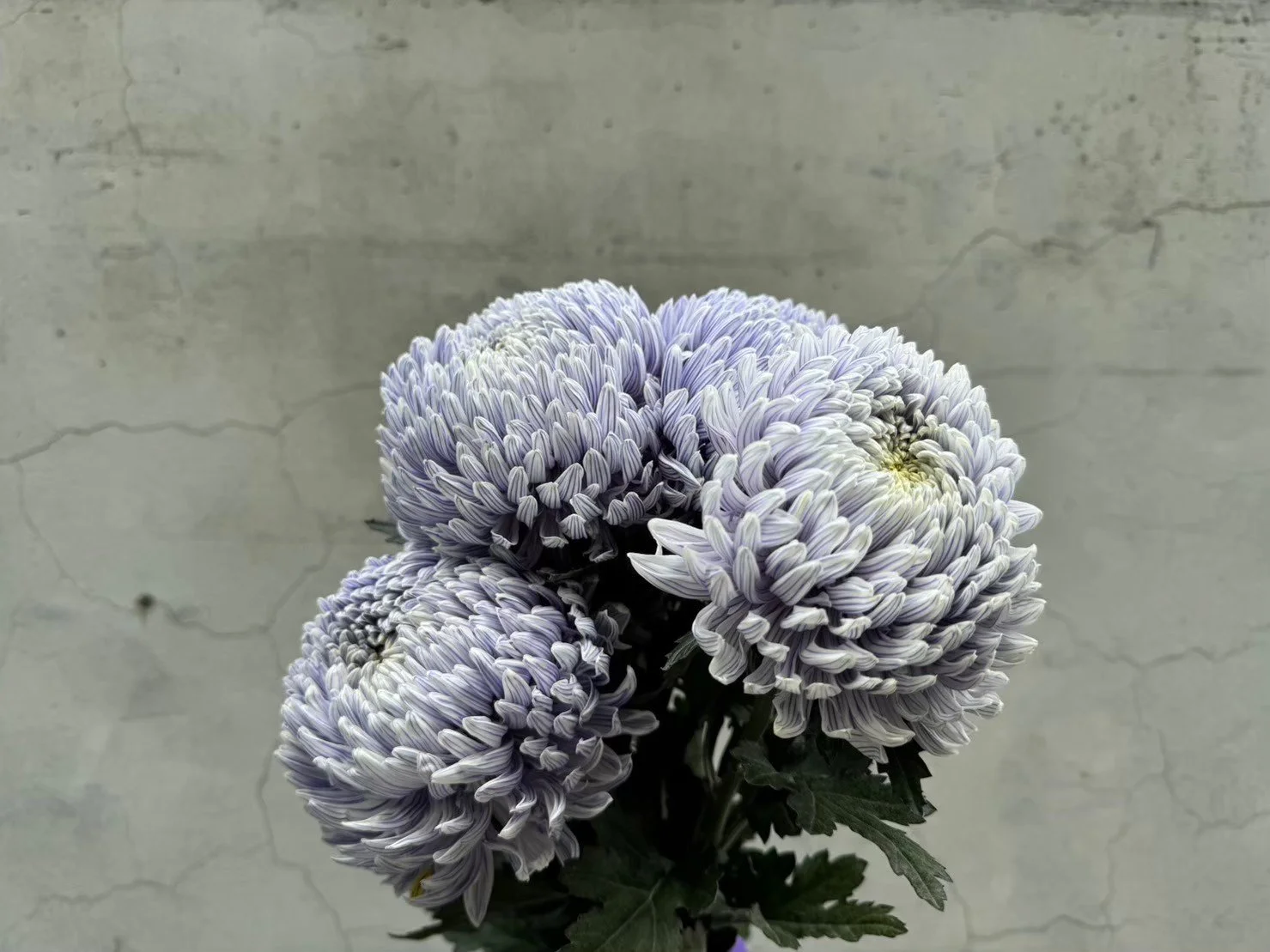 A cluster of purple and white chrysanthemum flowers against a cracked grey concrete wall.