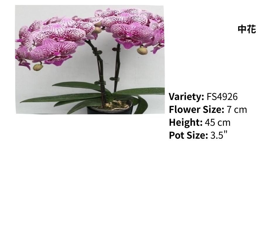 中花 3.5寸 單梗 HK$120.00, 雙梗 HK$126.00