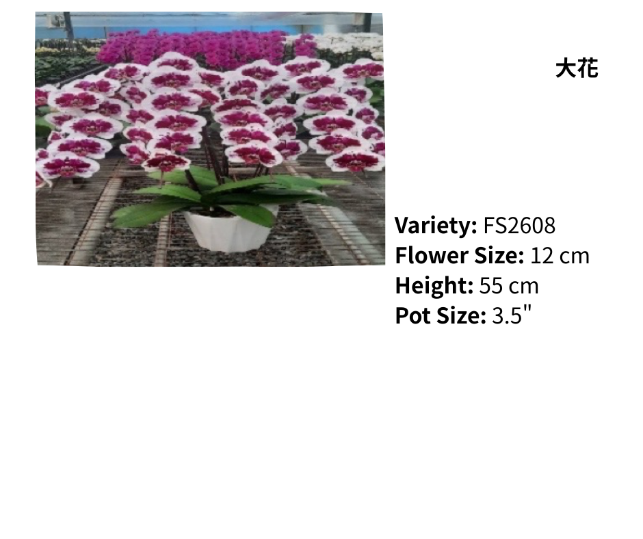 超大花 3.5寸 單梗 HK$129.00