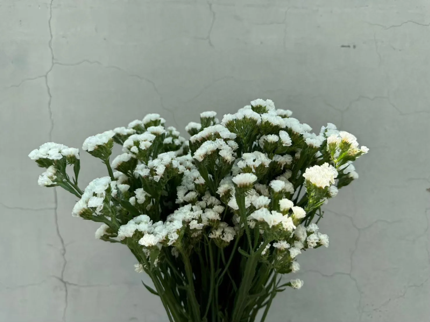 White dried flowers with green stems against a cracked grey background.